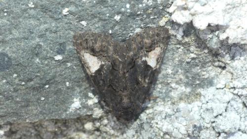 Réf. 347 530 : Aedia funesta